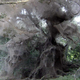 Illustration for article titled Thousands of Spiders Have Teamed Up to Create This Horrifying Mega-Web